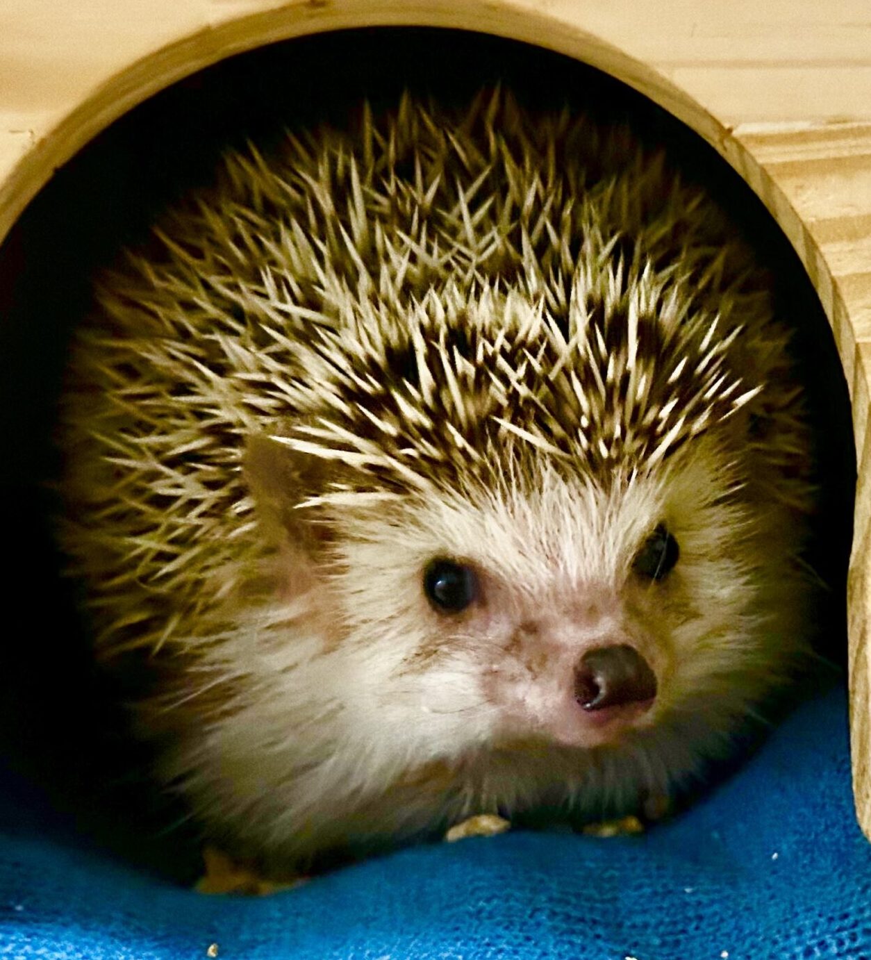こころみたすペット思い出セレモニーにて葬儀したペットちゃん | お塩ちゃん