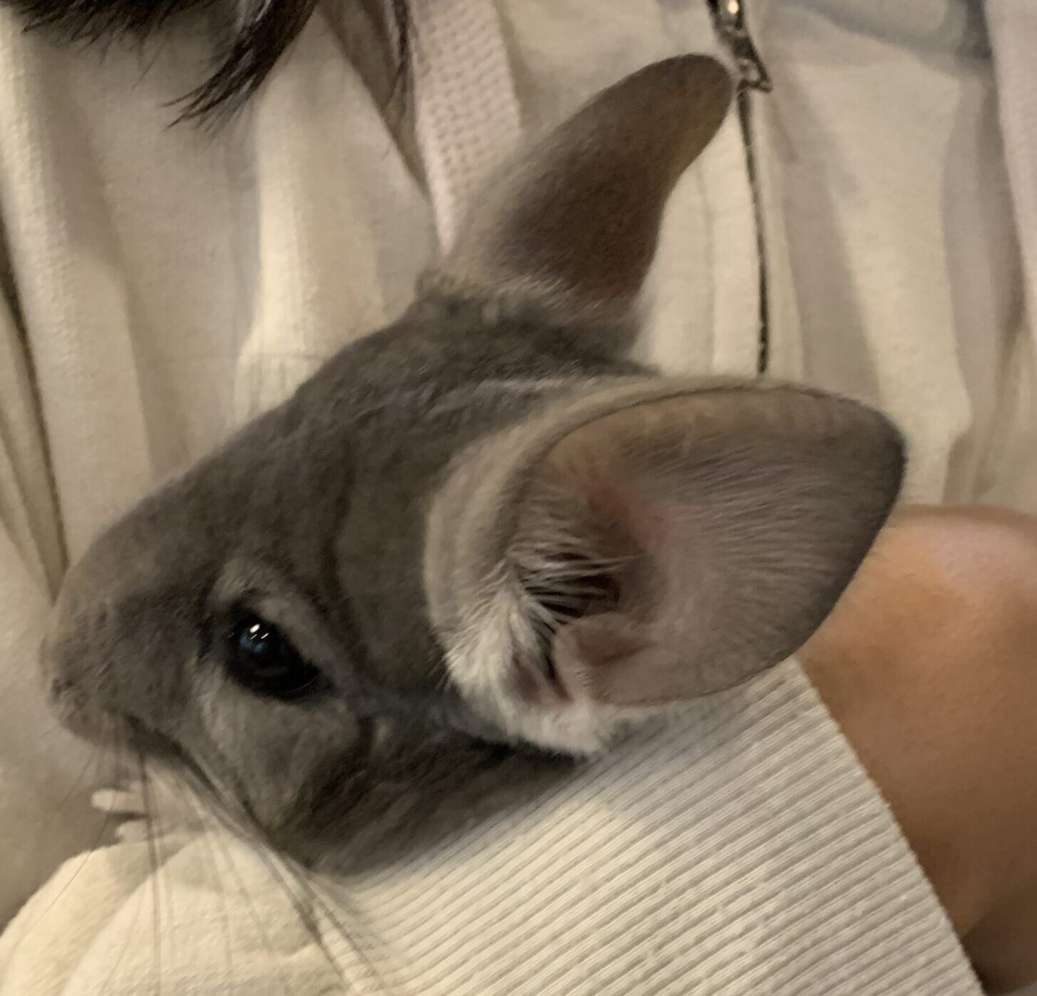 こころみたすペット思い出セレモニーにて葬儀したペットちゃん | うなくん