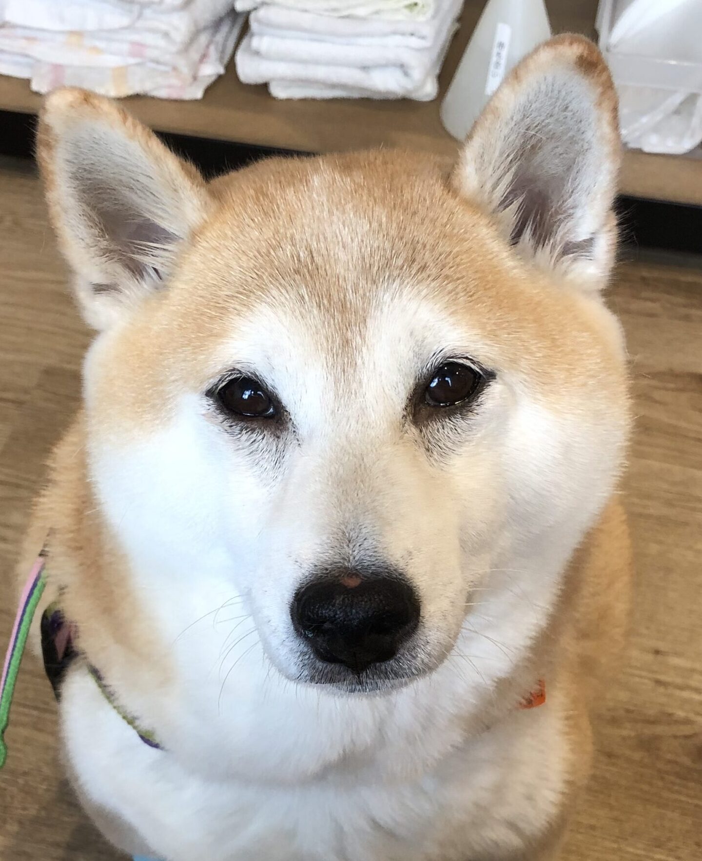 こころみたすペット思い出セレモニーにて葬儀したペットちゃん | きなこちゃん
