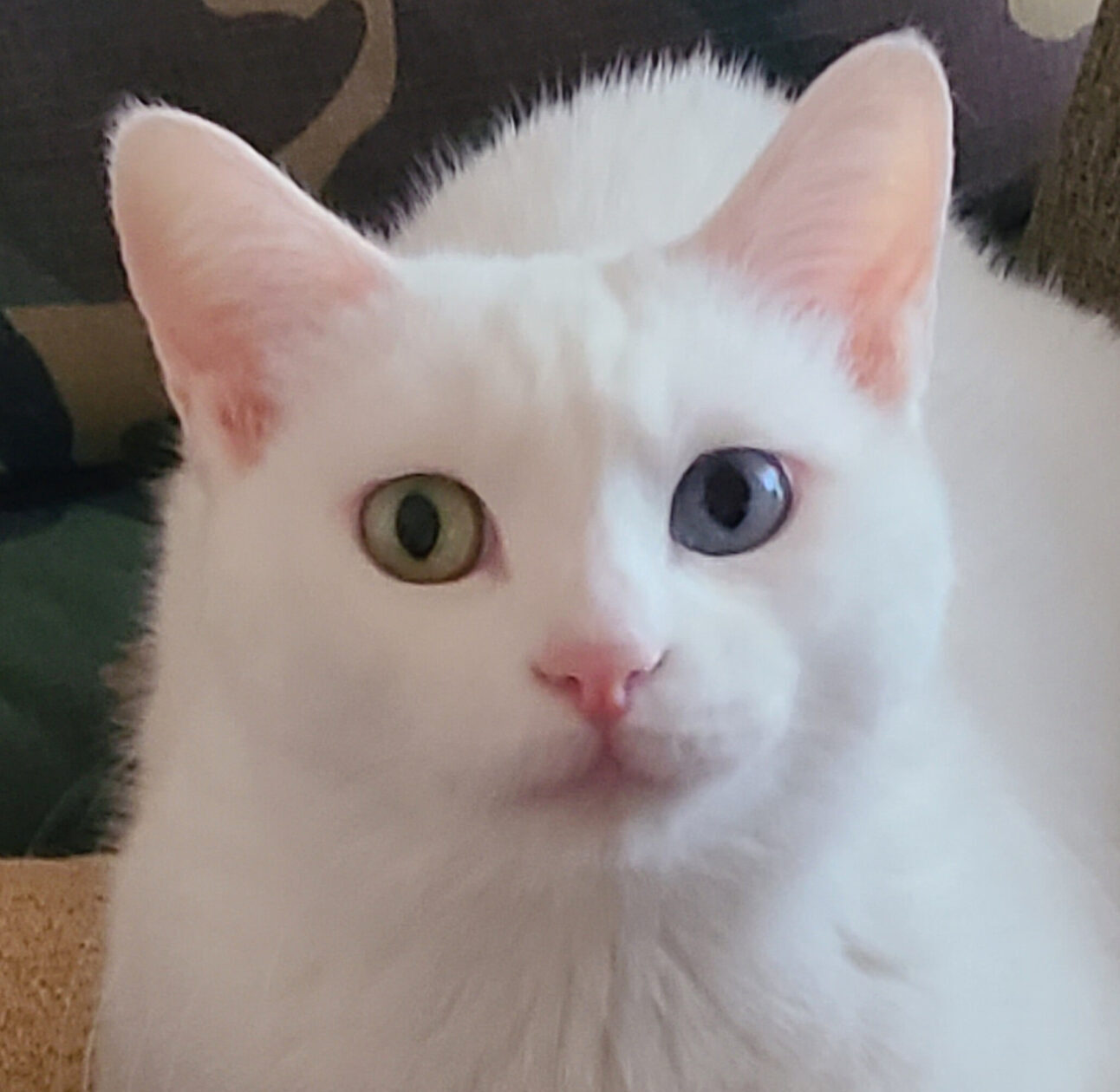 こころみたすペット思い出セレモニーにて葬儀したペットちゃん | ポティビィちゃん
