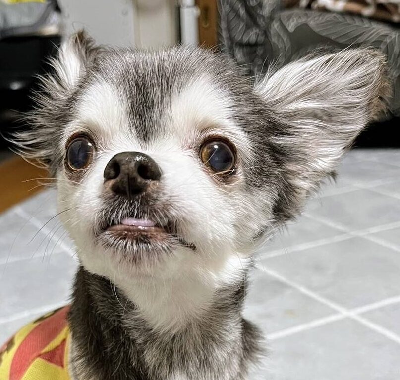 こころみたすペット思い出セレモニーにて葬儀したペットちゃん | パンくん