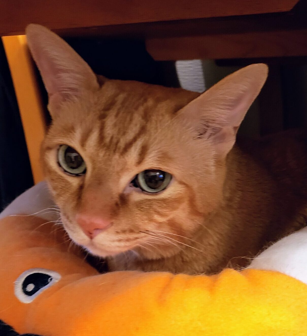 こころみたすペット思い出セレモニーにて葬儀したペットちゃん | ココくん