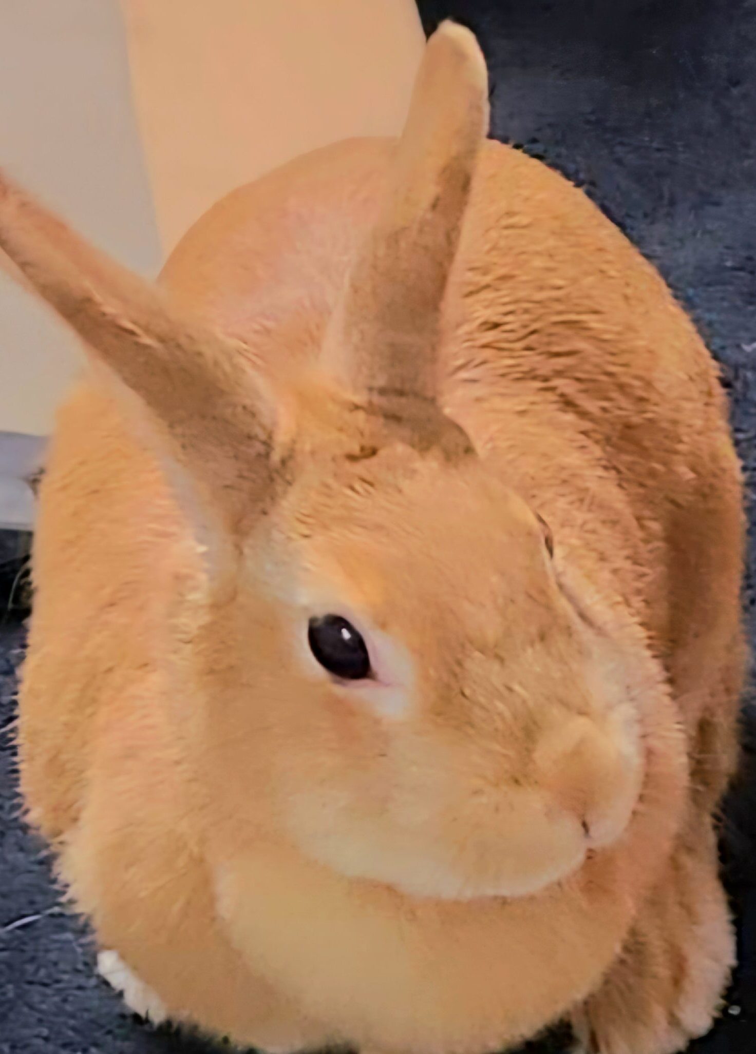 こころみたすペット思い出セレモニーにて葬儀したペットちゃん | ラビちゃん