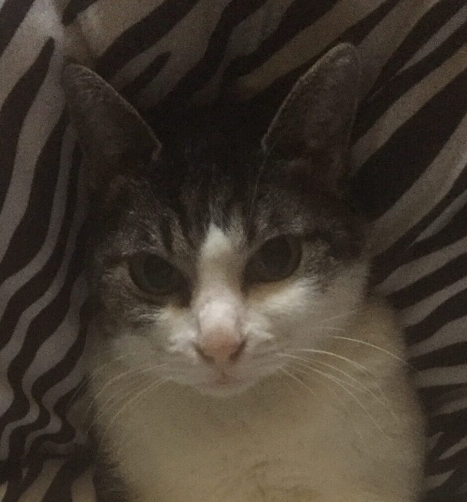 こころみたすペット思い出セレモニーにて葬儀したペットちゃん | さくらちゃん