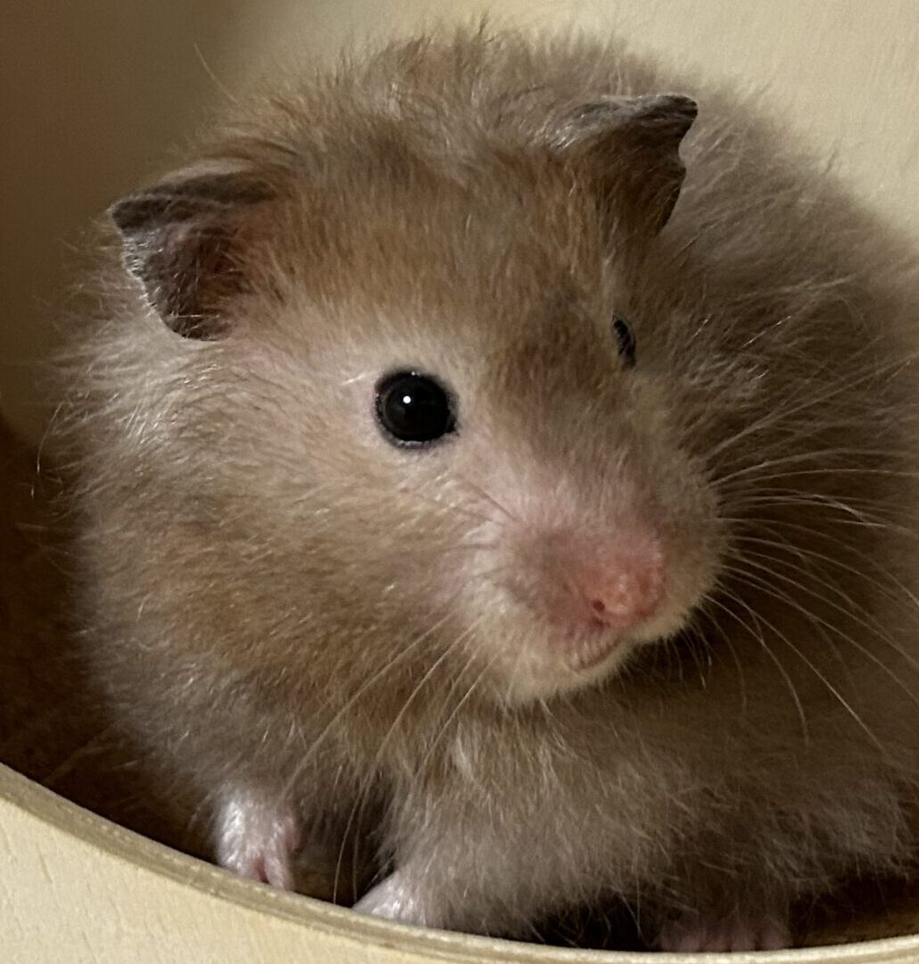 こころみたすペット思い出セレモニーにて葬儀したペットちゃん | ココちゃん