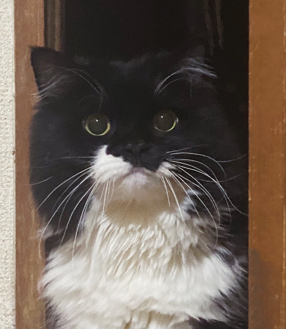 こころみたすペット思い出セレモニーにて葬儀したペットちゃん | こてつくん