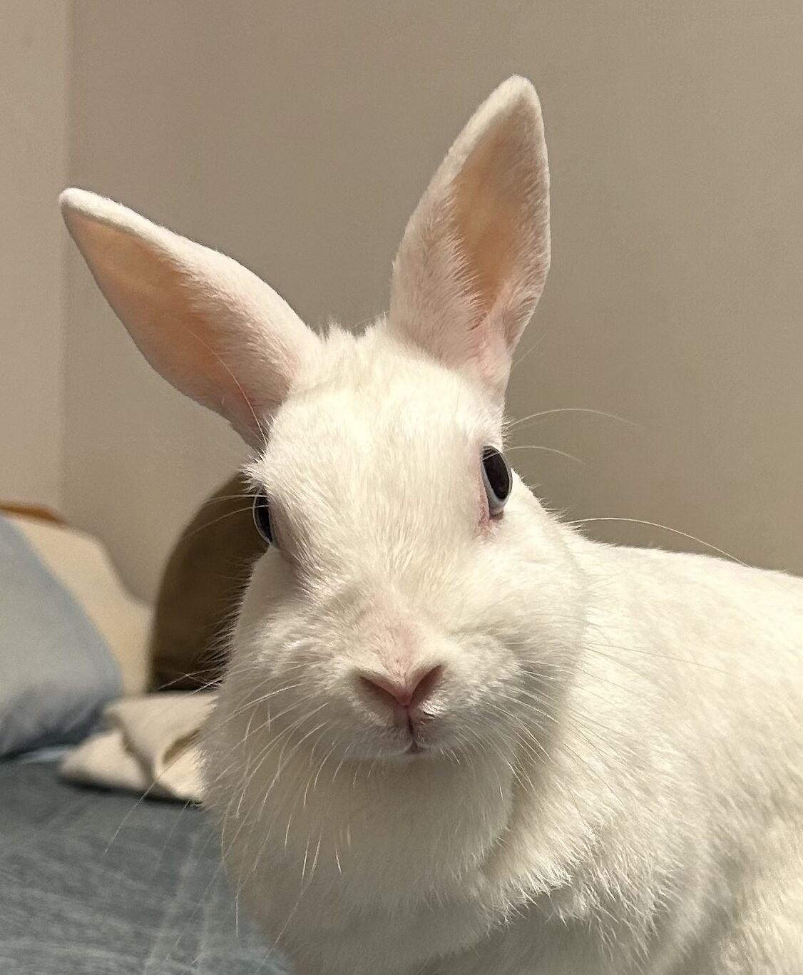 こころみたすペット思い出セレモニーにて葬儀したペットちゃん | ちくわちゃん