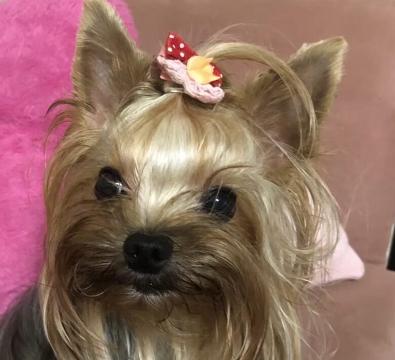 心ちゃん | こころみたす ペット思い出セレモニー