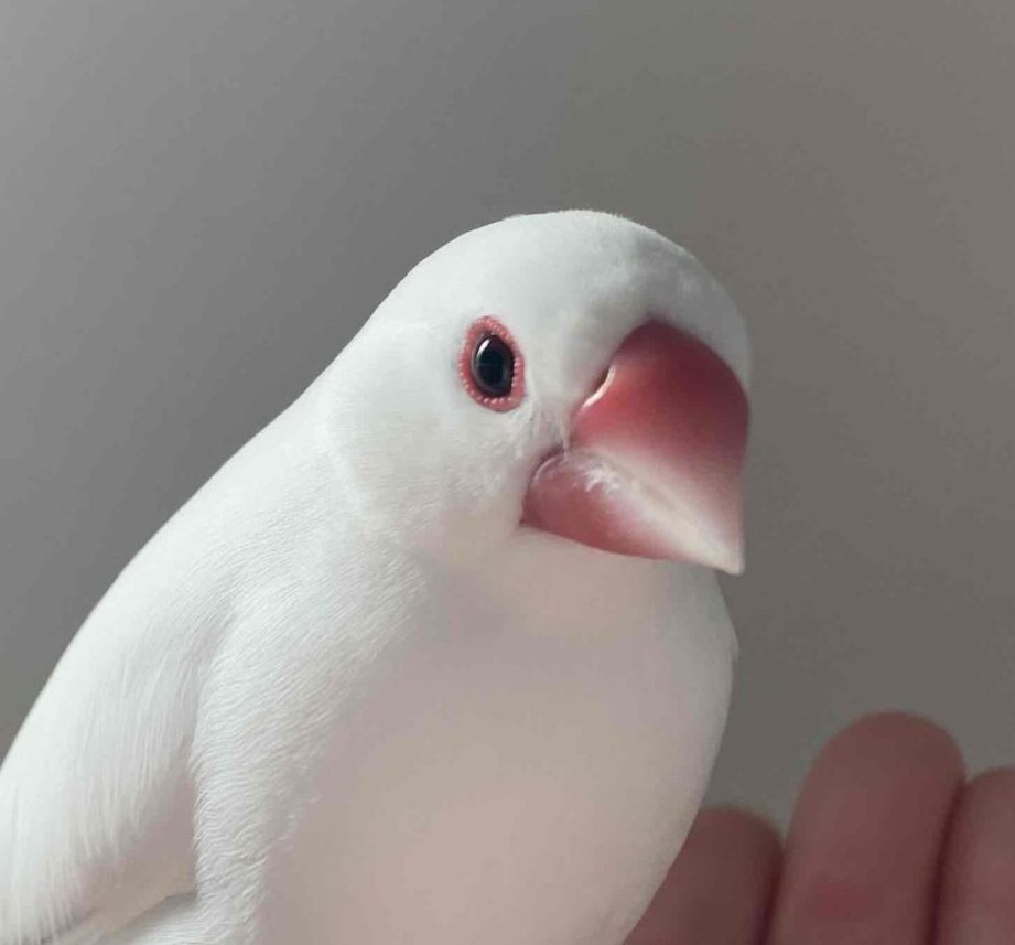 こころみたすペット思い出セレモニーにて葬儀したペットちゃん | コユキくん