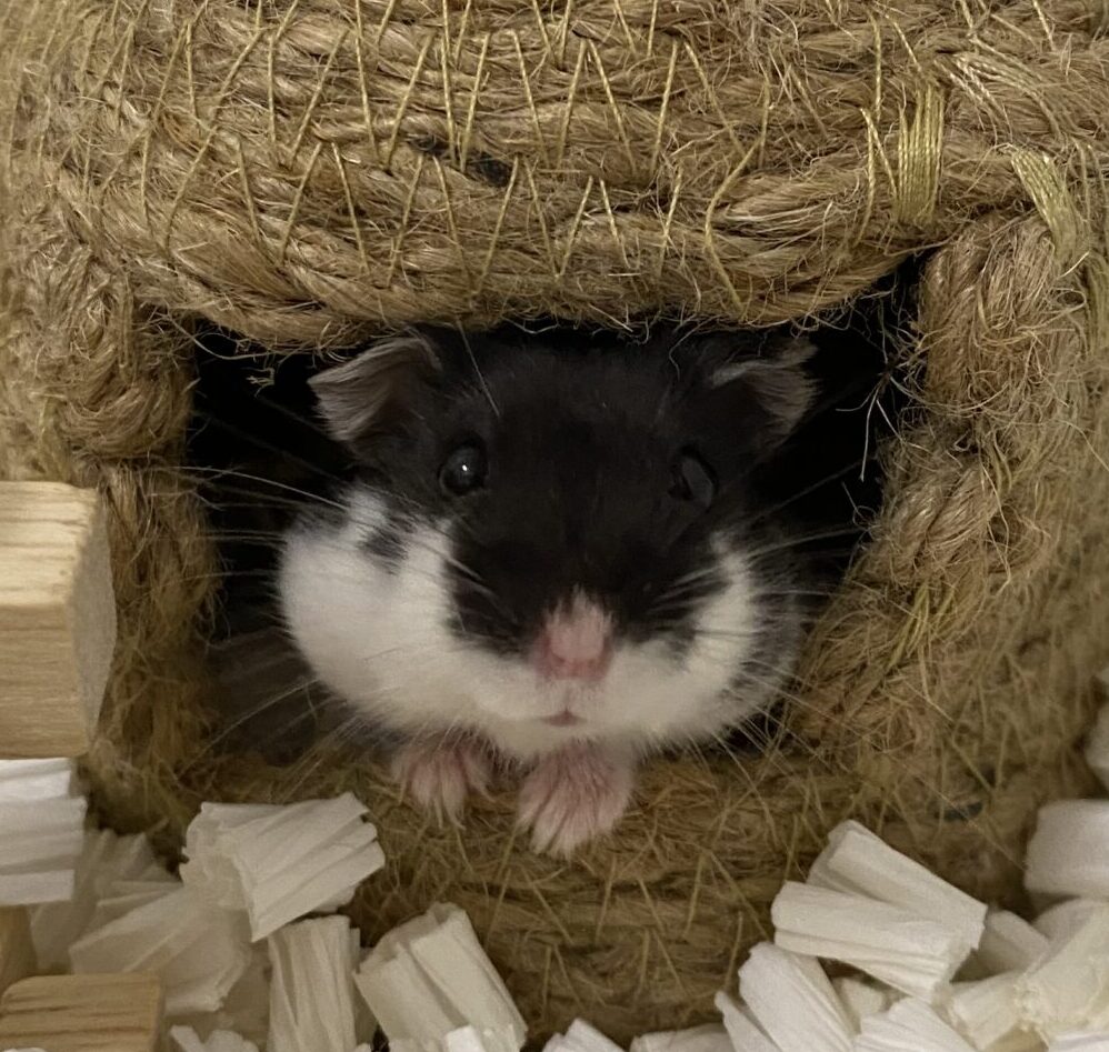 こころみたすペット思い出セレモニーにて葬儀したペットちゃん | ろくちゃん