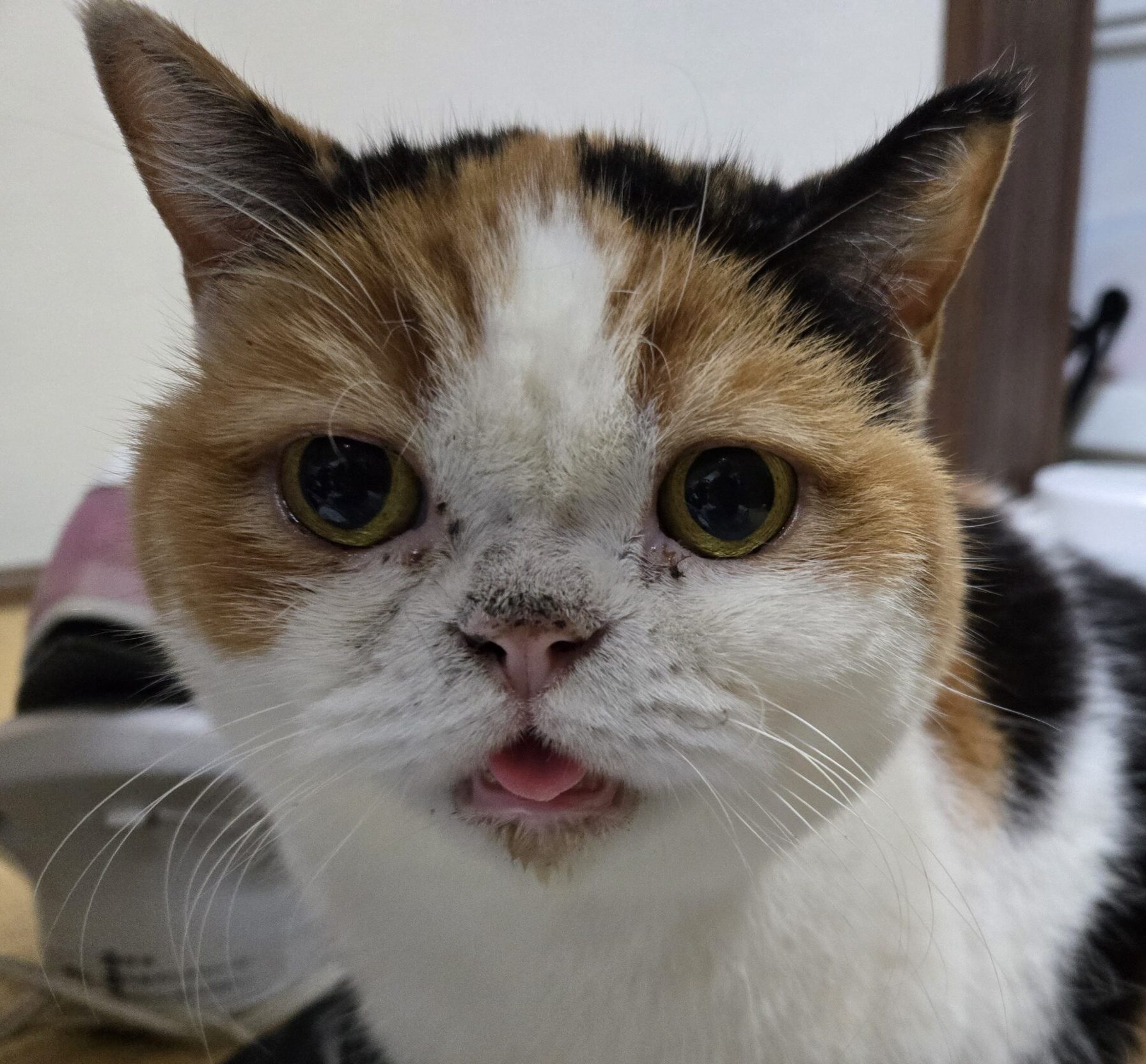 こころみたすペット思い出セレモニーにて葬儀したペットちゃん | きょうちゃん
