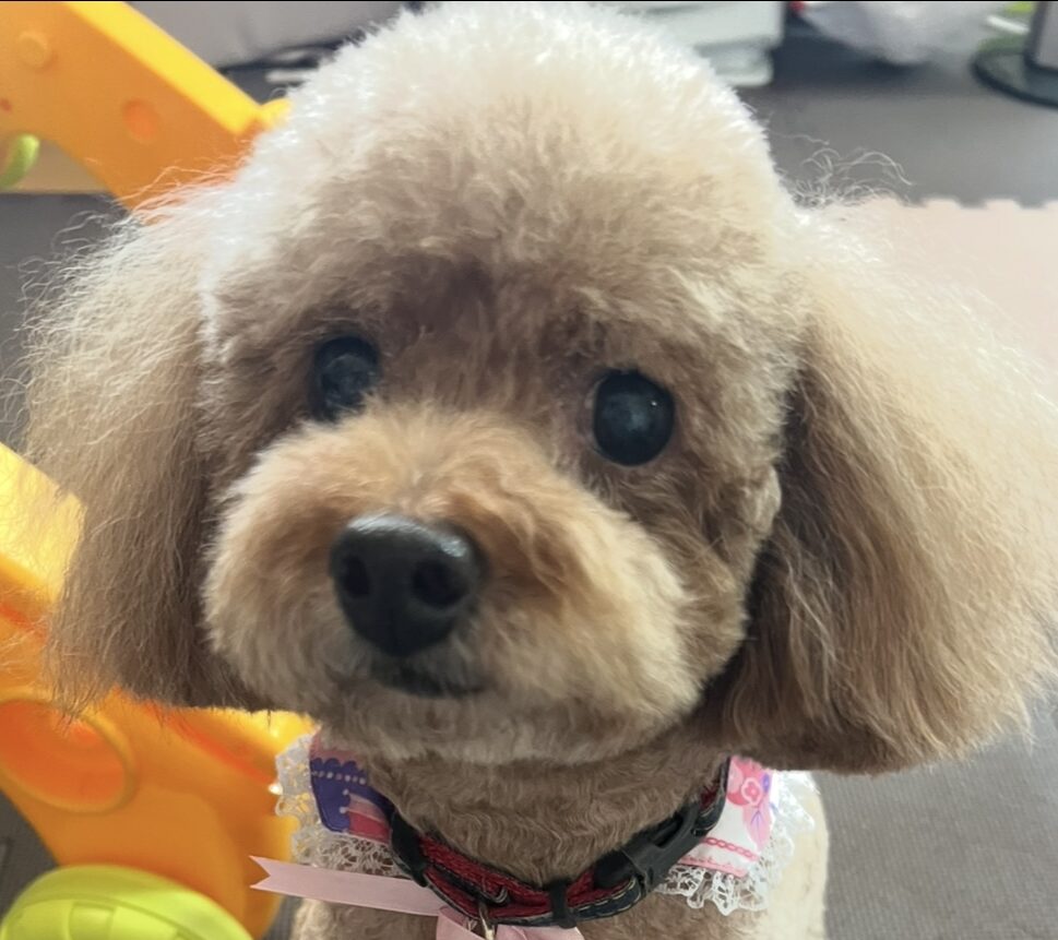 こころみたすペット思い出セレモニーにて葬儀したペットちゃん | メロディーちゃん