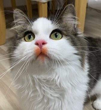 こころみたすペット思い出セレモニーにて葬儀したペットちゃん | テテくん
