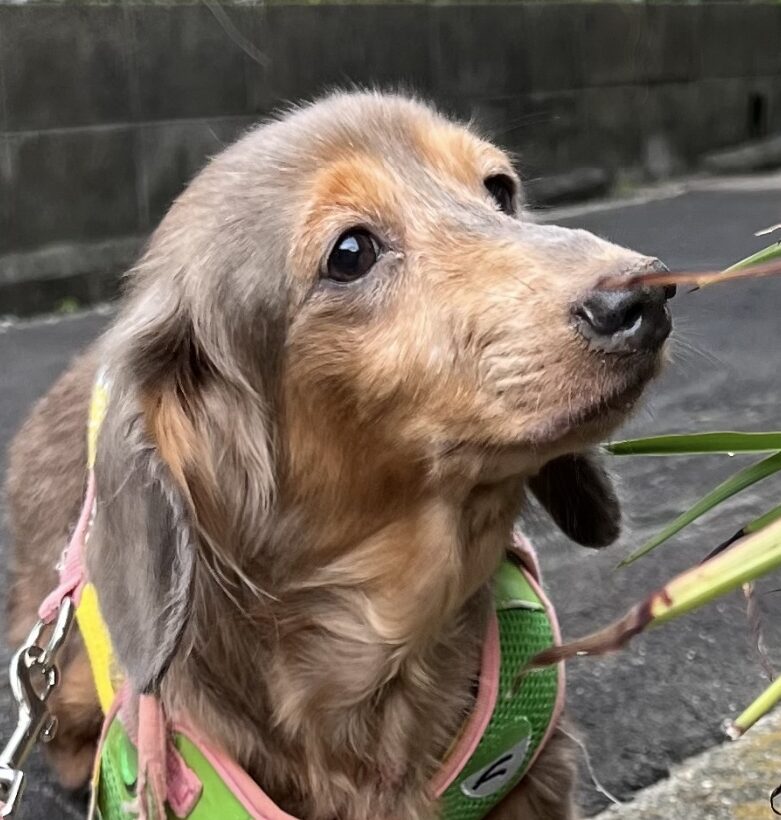 SWELLちゃん | こころみたす ペット思い出セレモニー