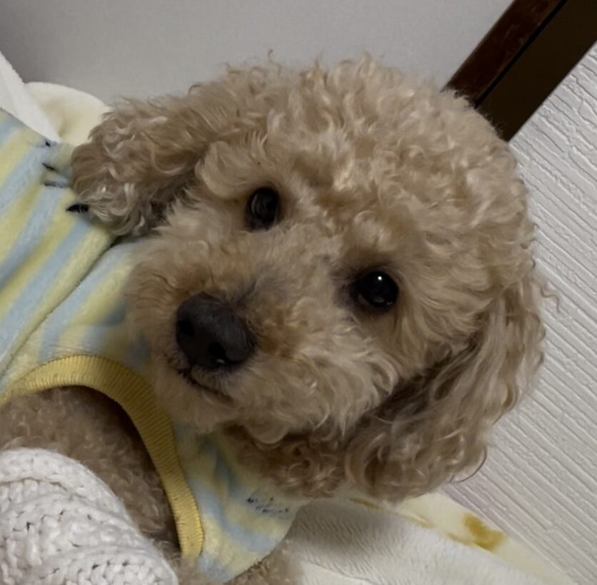 こころみたすペット思い出セレモニーにて葬儀したペットちゃん | ムクちゃん