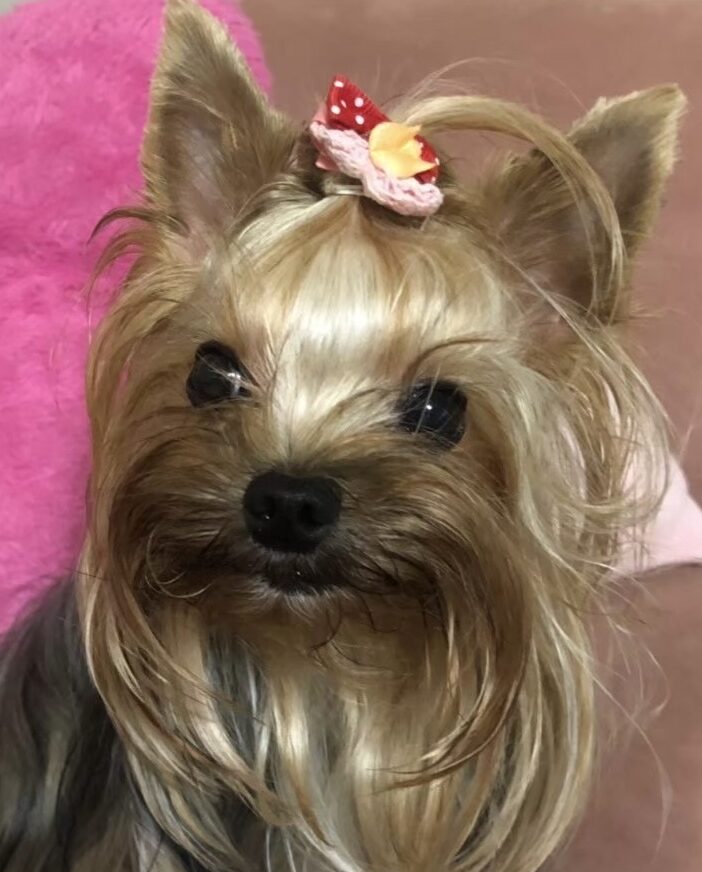 心ちゃん | こころみたす ペット思い出セレモニー