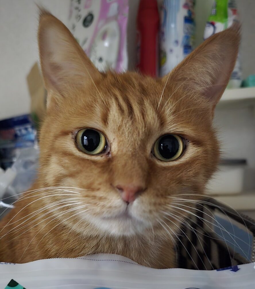 こころみたすペット思い出セレモニーにて葬儀したペットちゃん | ミキくん