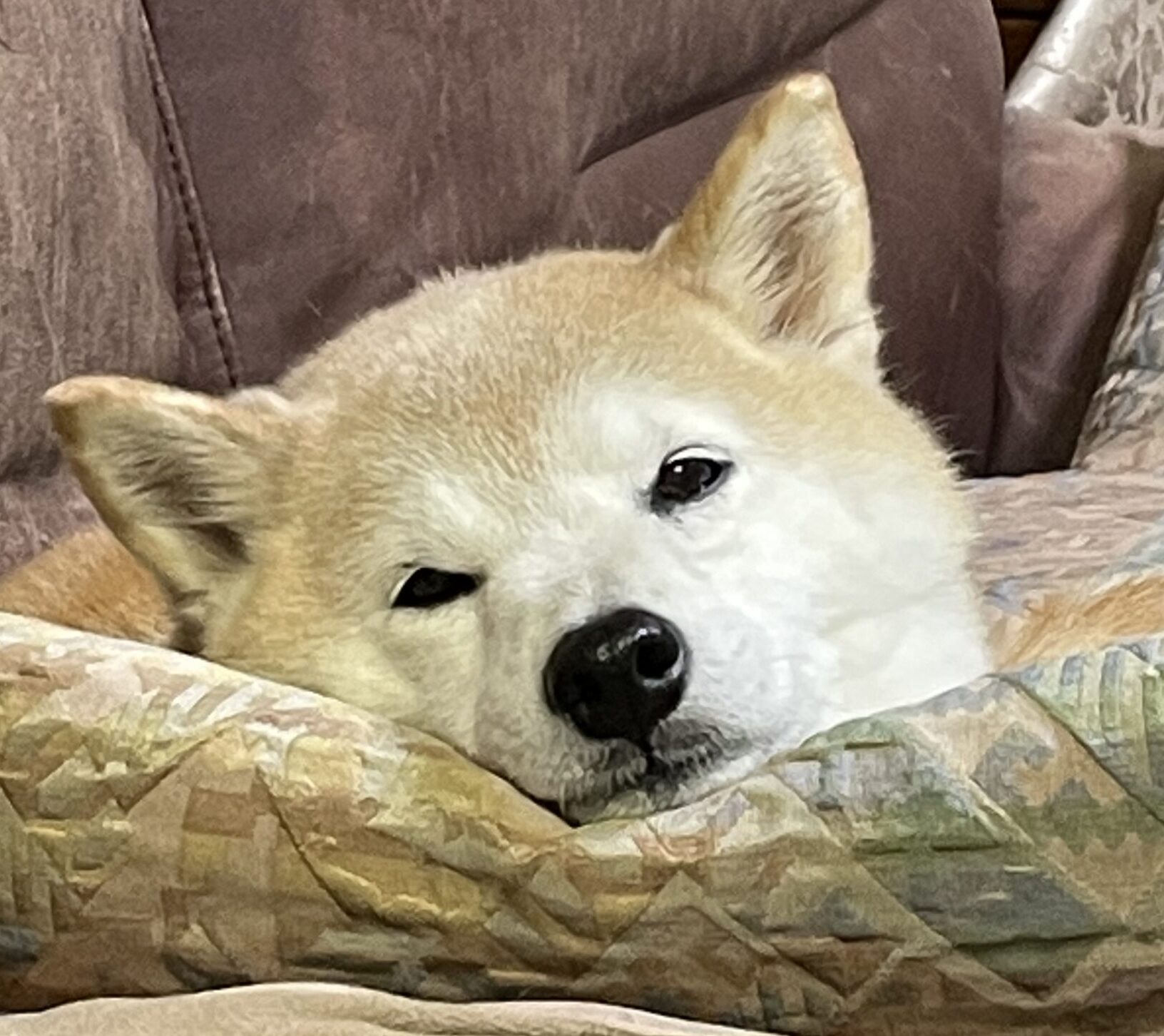 こころみたすペット思い出セレモニーにて葬儀したペットちゃん | ももちゃん