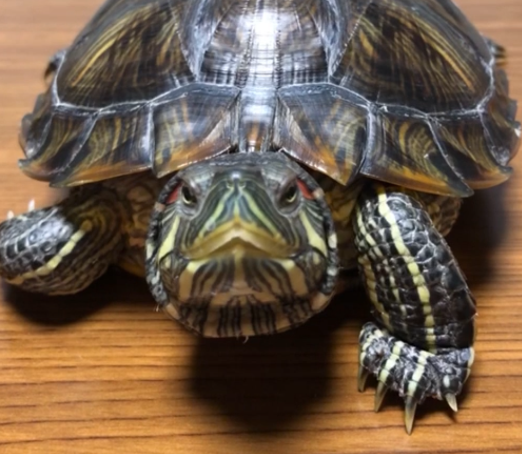 こころみたすペット思い出セレモニーにて葬儀したペットちゃん | カメ二郎ちゃん