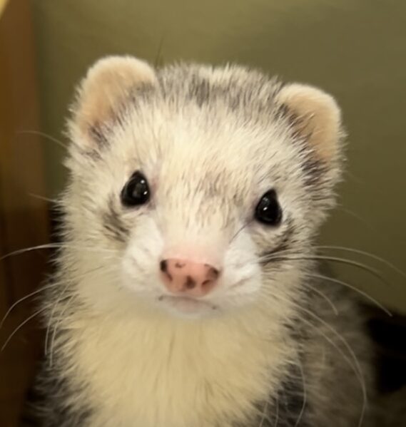 こころみたすペット思い出セレモニーにて葬儀したペットちゃん | なすびちゃん