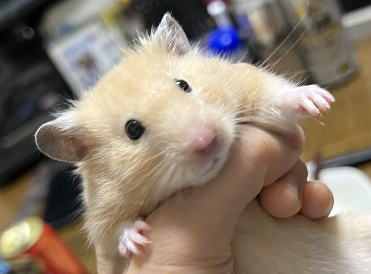 こころみたすペット思い出セレモニーにて葬儀したペットちゃん | あらんくん
