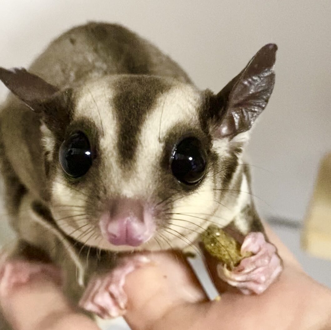 こころみたすペット思い出セレモニーにて葬儀したペットちゃん | モカちゃん