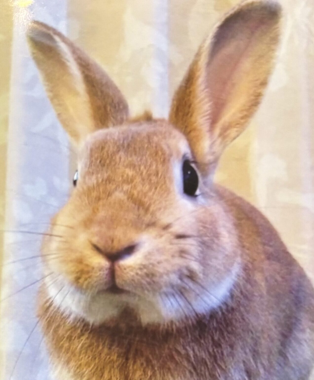 こころみたすペット思い出セレモニーにて葬儀したペットちゃん | ブランくん