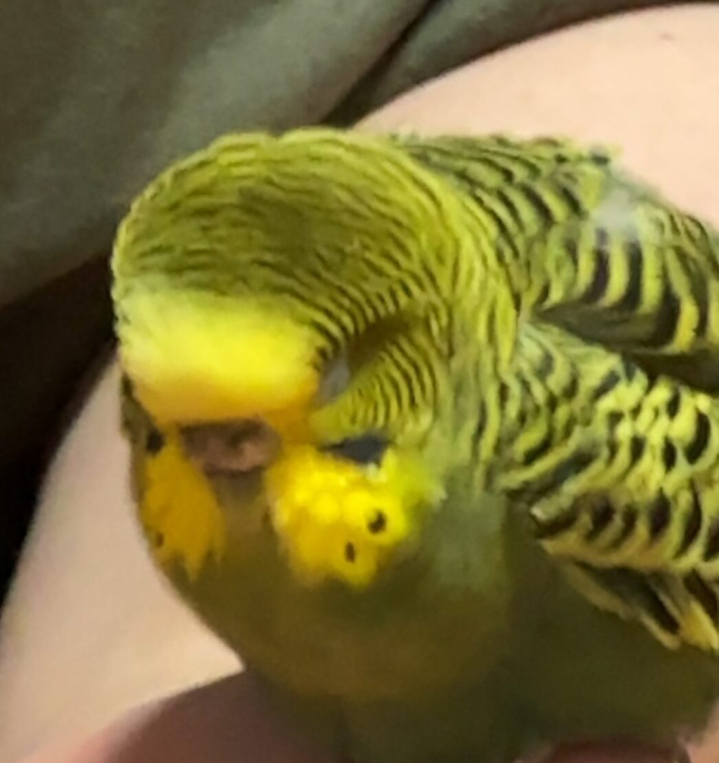 こころみたすペット思い出セレモニーにて葬儀したペットちゃん | ぴーちゃん