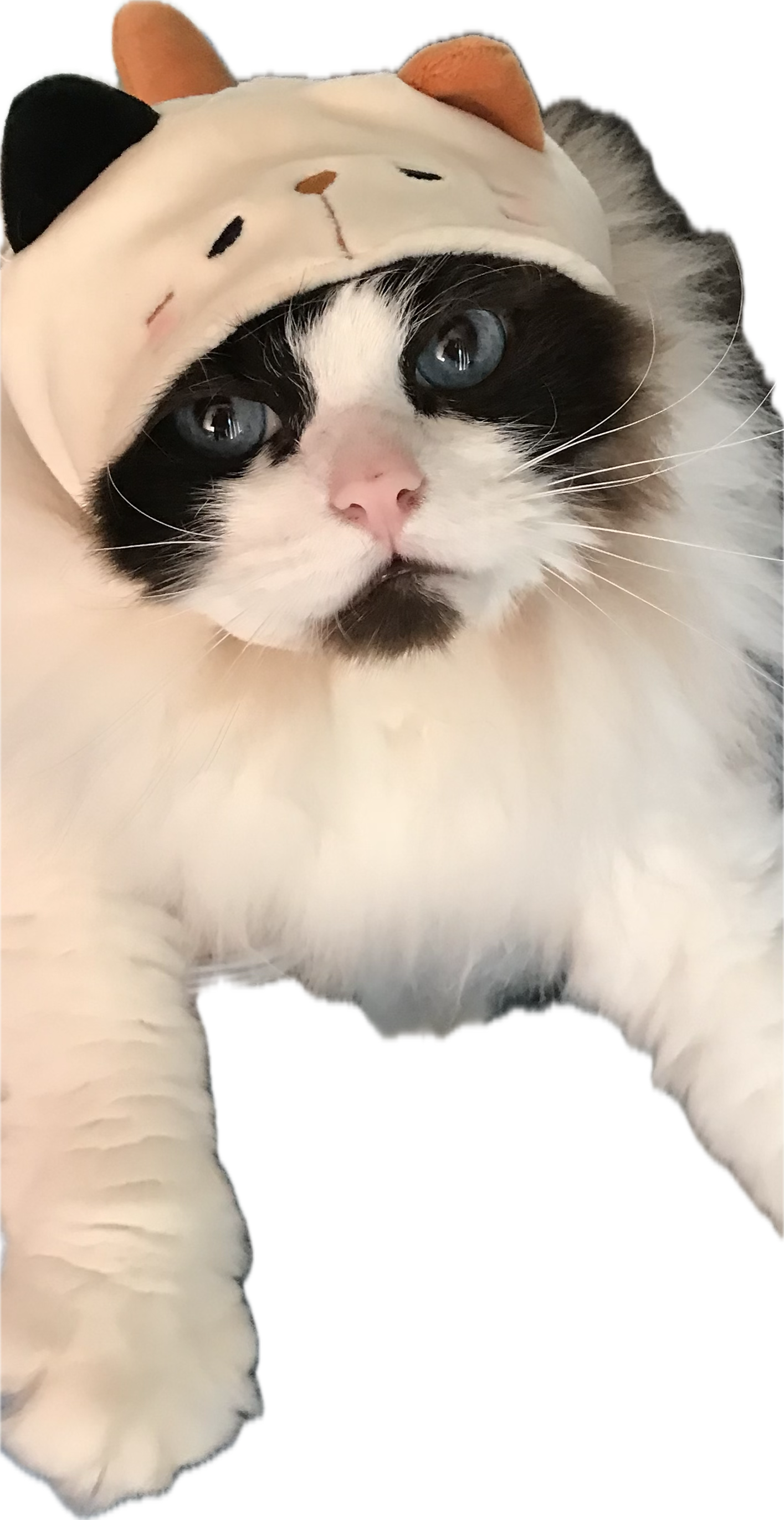 こころみたすペット思い出セレモニーにて葬儀したペットちゃん | ミルクちゃん