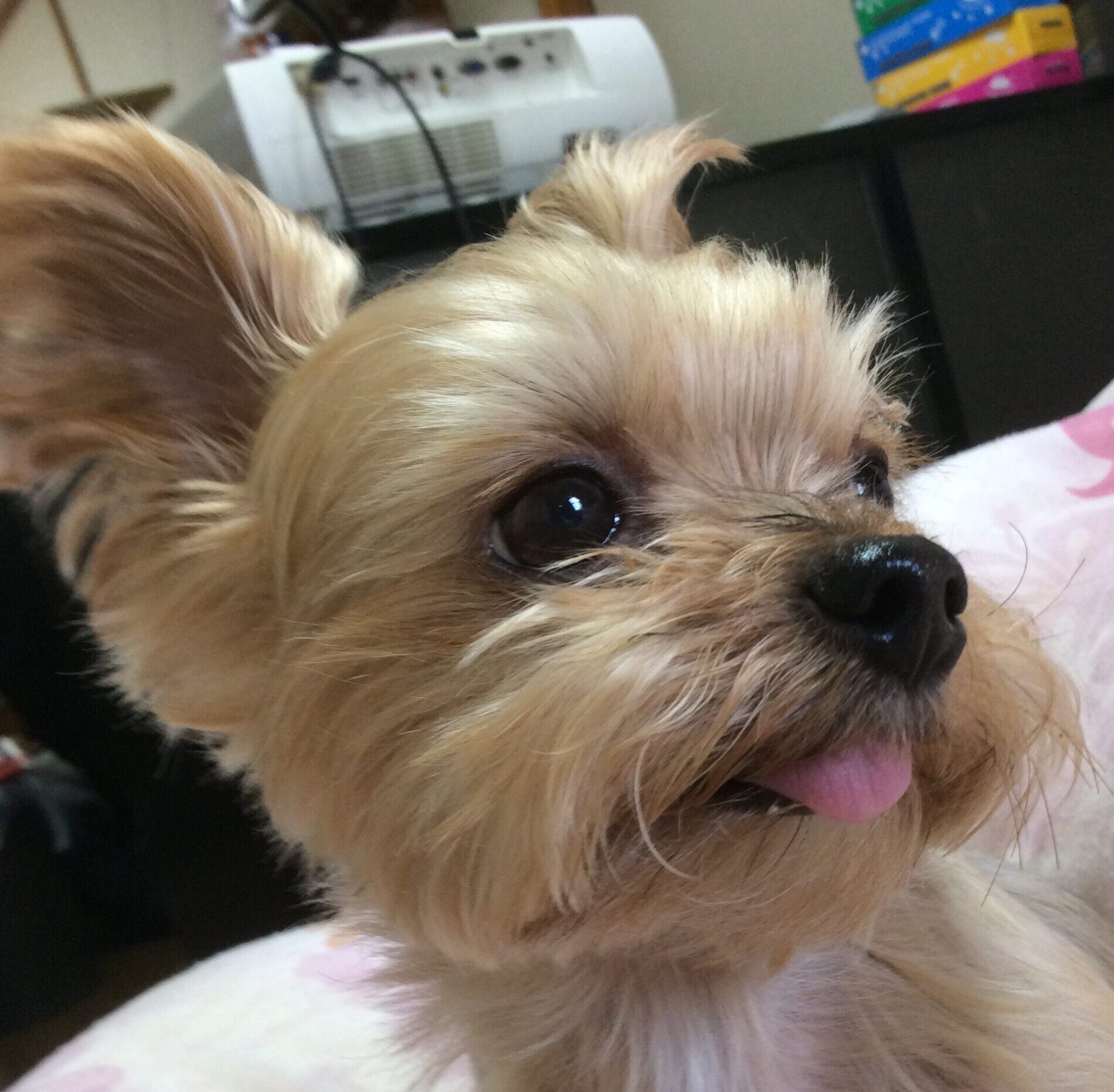 こころみたすペット思い出セレモニーにて葬儀したペットちゃん | るいくん