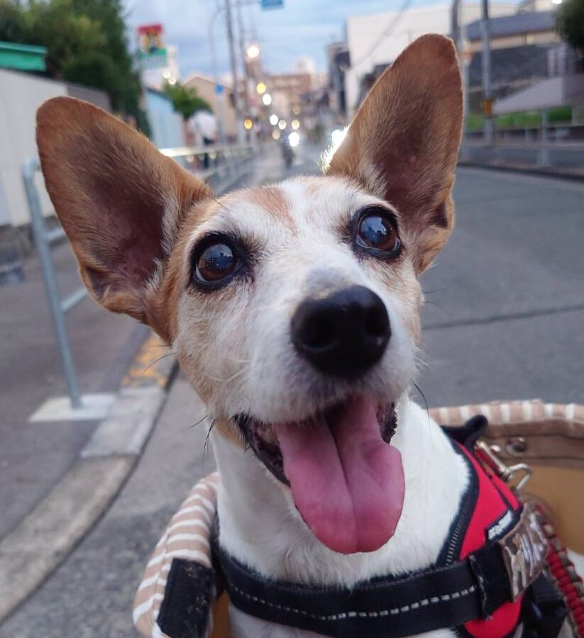 こころみたすペット思い出セレモニーにて葬儀したペットちゃん | りんごちゃん