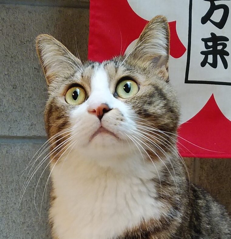 こころみたすペット思い出セレモニーにて葬儀したペットちゃん | 輝石くん