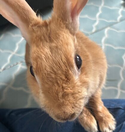 こころみたすペット思い出セレモニーにて葬儀したペットちゃん | チャチャちゃん