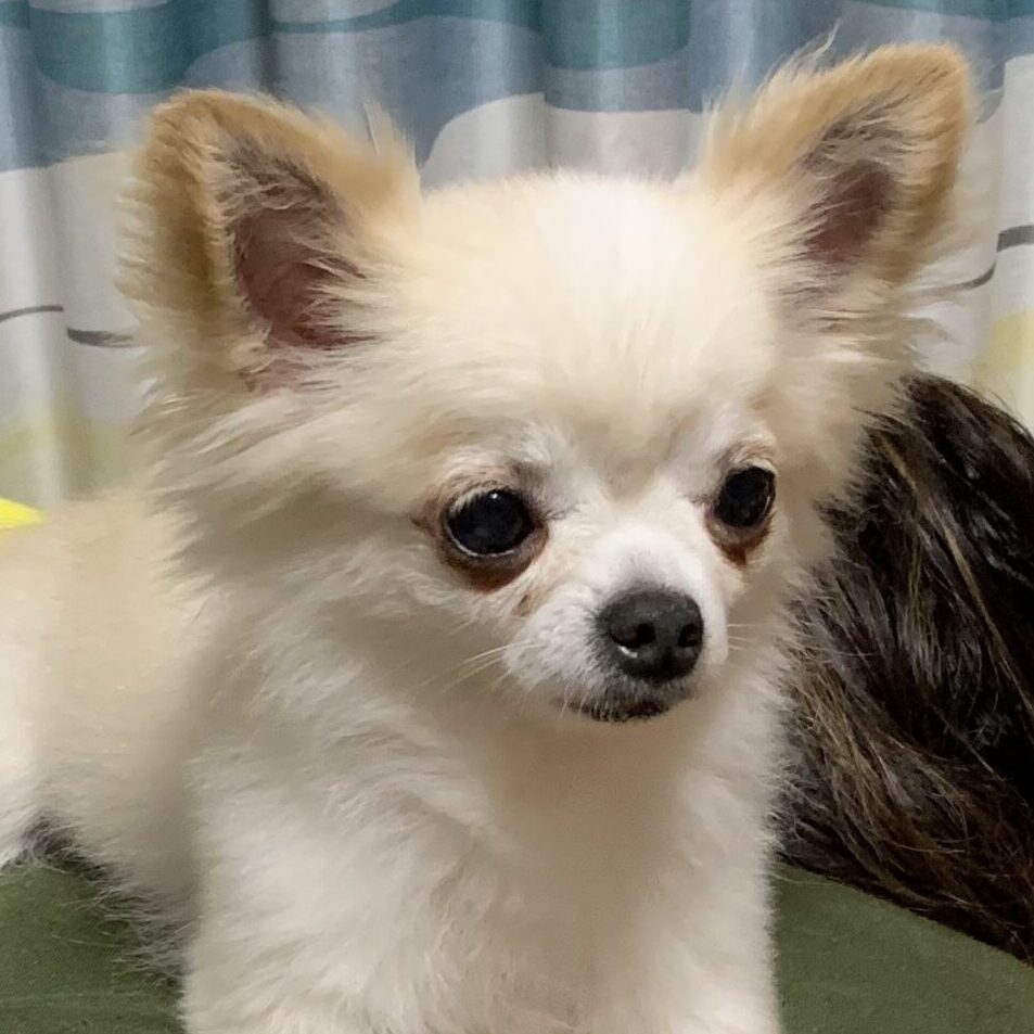 こころみたすペット思い出セレモニーにて葬儀したペットちゃん | りんちゃん