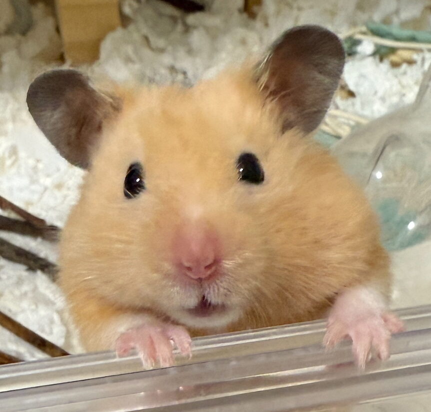 マムくん | こころみたす ペット思い出セレモニー