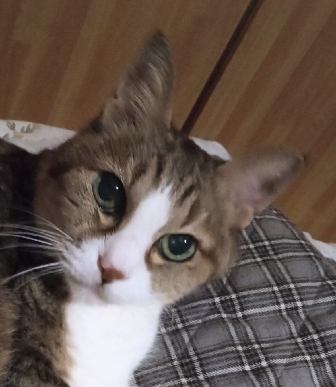 こころみたすペット思い出セレモニーにて葬儀したペットちゃん | ヒメちゃん