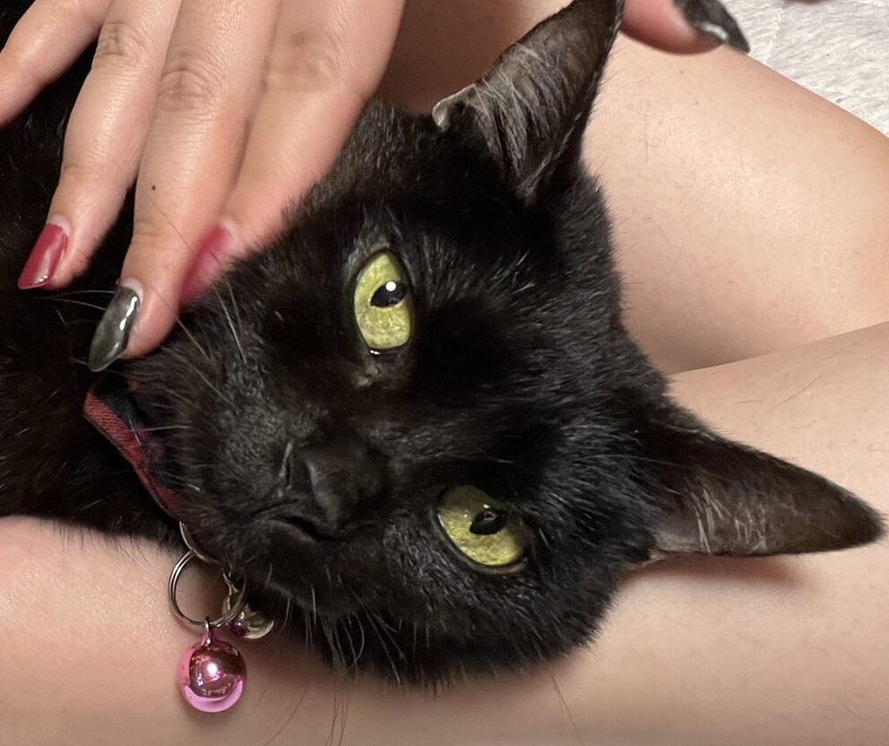 こころみたすペット思い出セレモニーにて葬儀したペットちゃん | シャネルちゃん