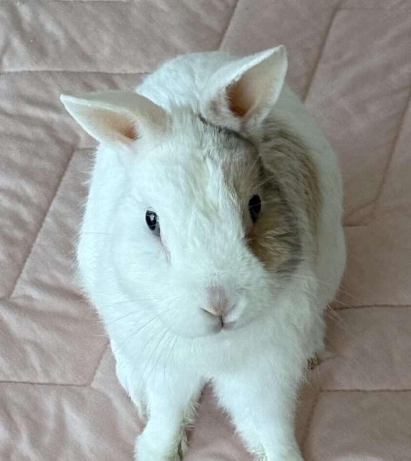 こころみたすペット思い出セレモニーにて葬儀したペットちゃん | レオくん