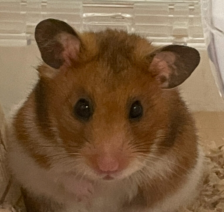 こころみたすペット思い出セレモニーにて葬儀したペットちゃん | テディちゃん