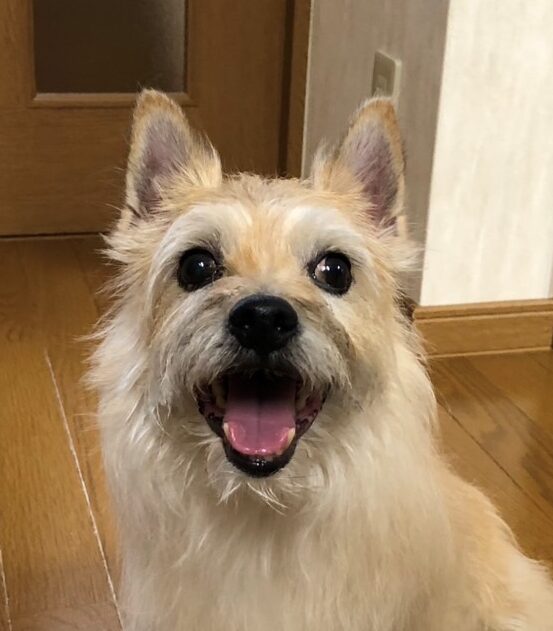 こころみたすペット思い出セレモニーにて葬儀したペットちゃん | ベッキ－ちゃん