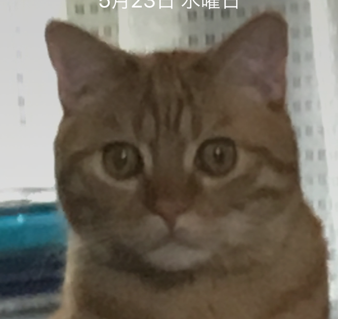 こころみたすペット思い出セレモニーにて葬儀したペットちゃん | ひょうたくん
