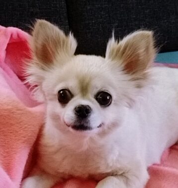 こころみたすペット思い出セレモニーにて葬儀したペットちゃん | キキちゃん