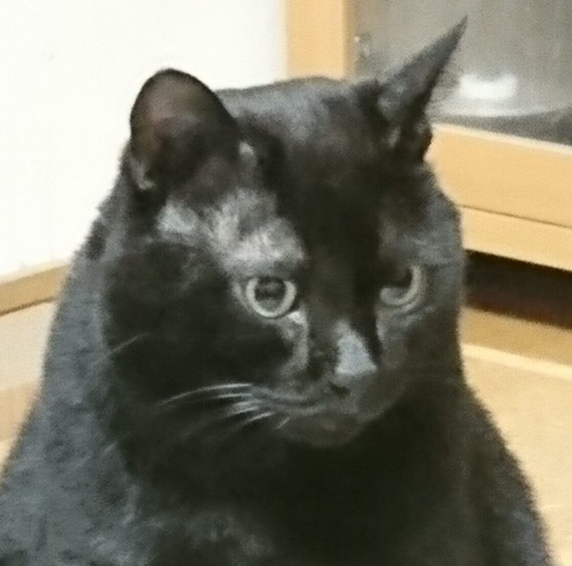 こころみたすペット思い出セレモニーにて葬儀したペットちゃん | チャコくん