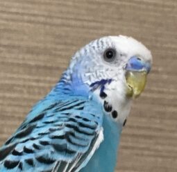 こころみたすペット思い出セレモニーにて葬儀したペットちゃん | コロくん