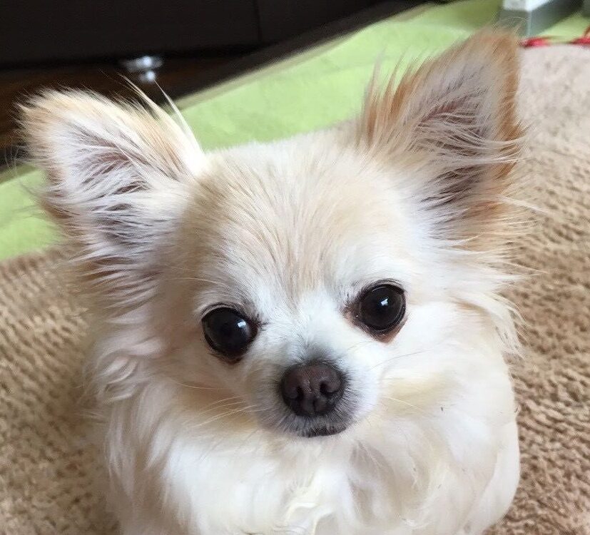 こころみたすペット思い出セレモニーにて葬儀したペットちゃん | 風太くん