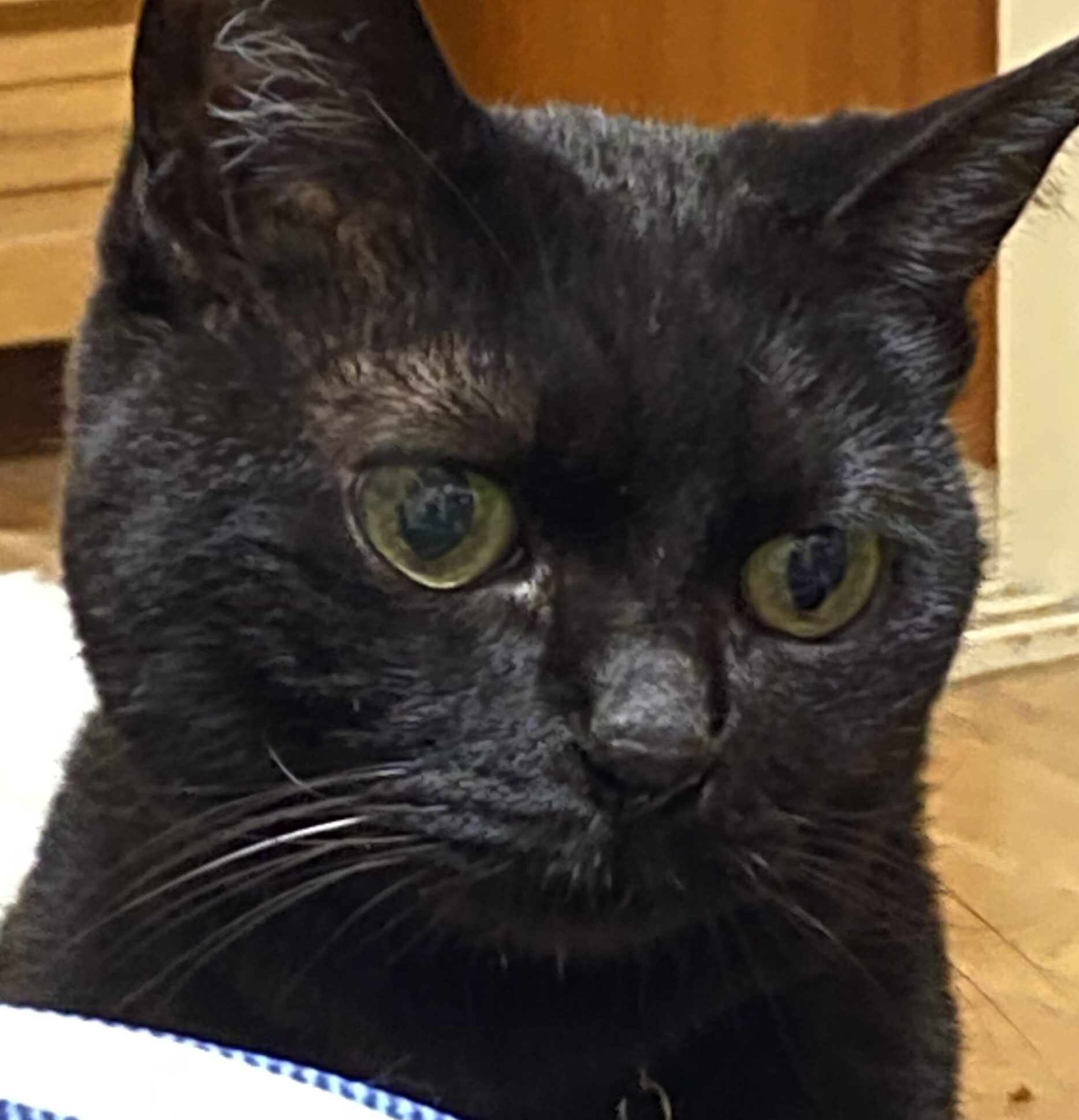 こころみたすペット思い出セレモニーにて葬儀したペットちゃん | ジャスミンちゃん
