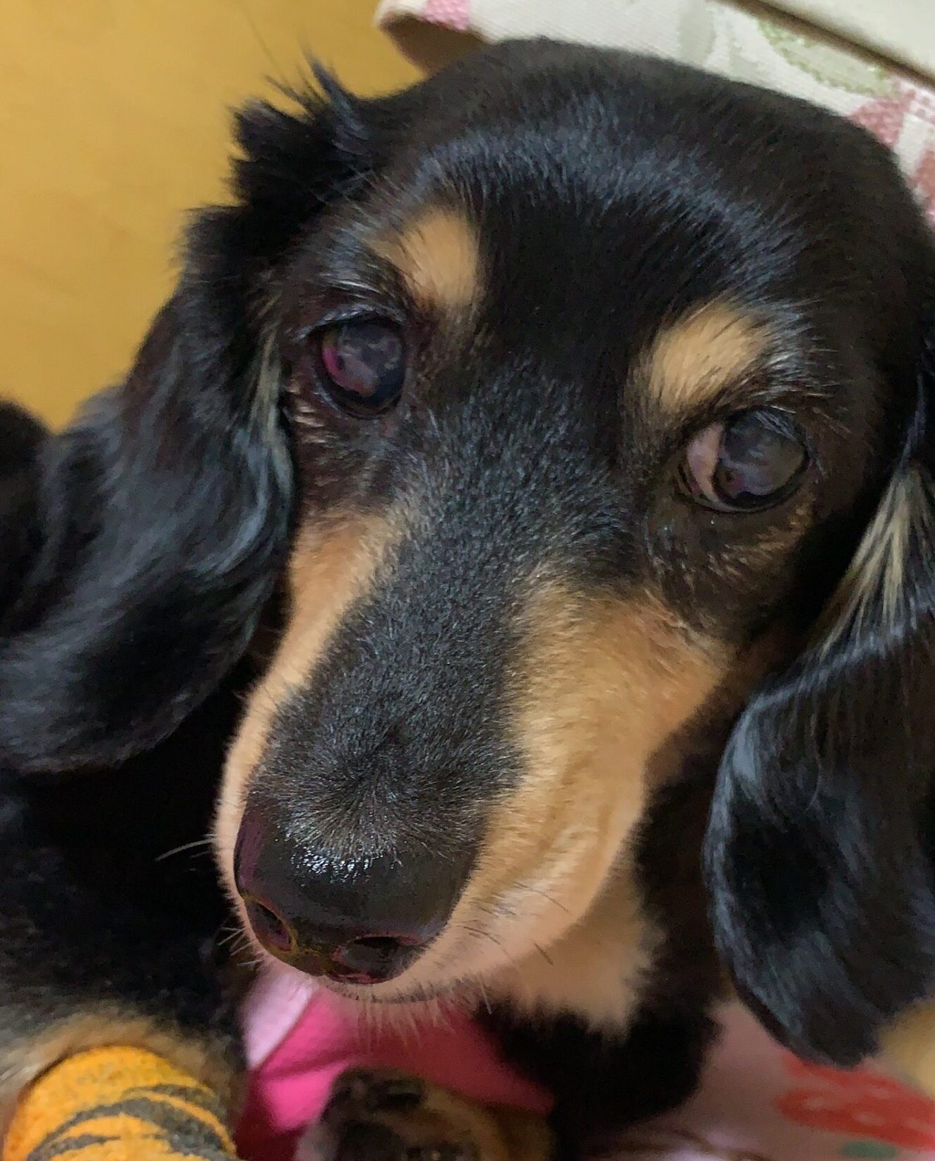 こころみたすペット思い出セレモニーにて葬儀したペットちゃん | 羅夢ちゃん