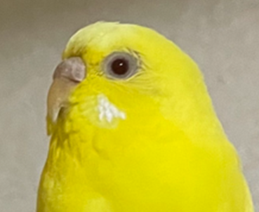 こころみたすペット思い出セレモニーにて葬儀したペットちゃん | なぎちゃん
