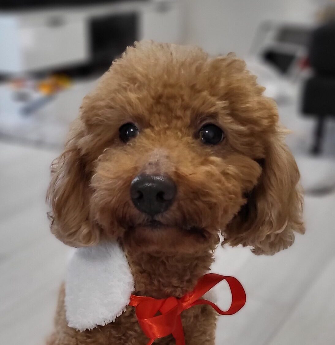 こころみたすペット思い出セレモニーにて葬儀したペットちゃん | ポンくん