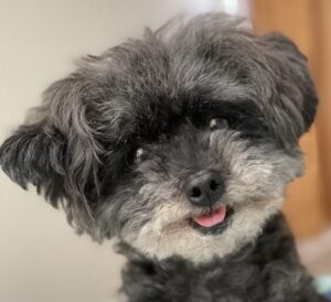 こころみたすペット思い出セレモニーにて葬儀したペットちゃん | 日天ちゃん